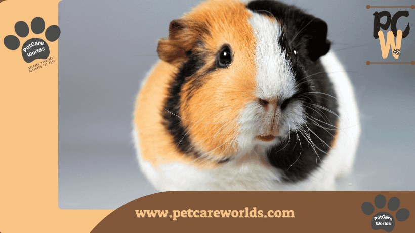 Guinea pigs 
