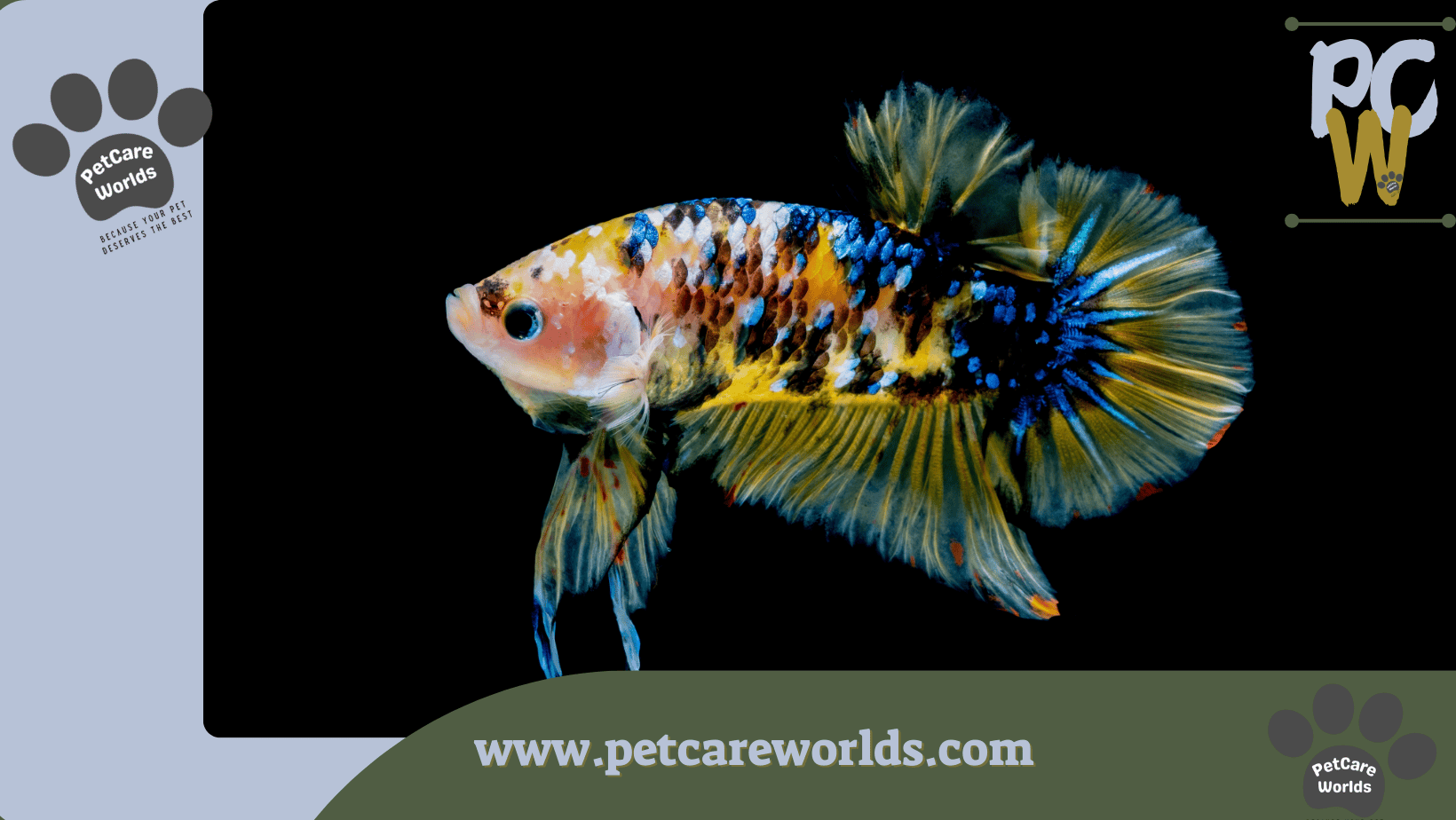 Betta fish 