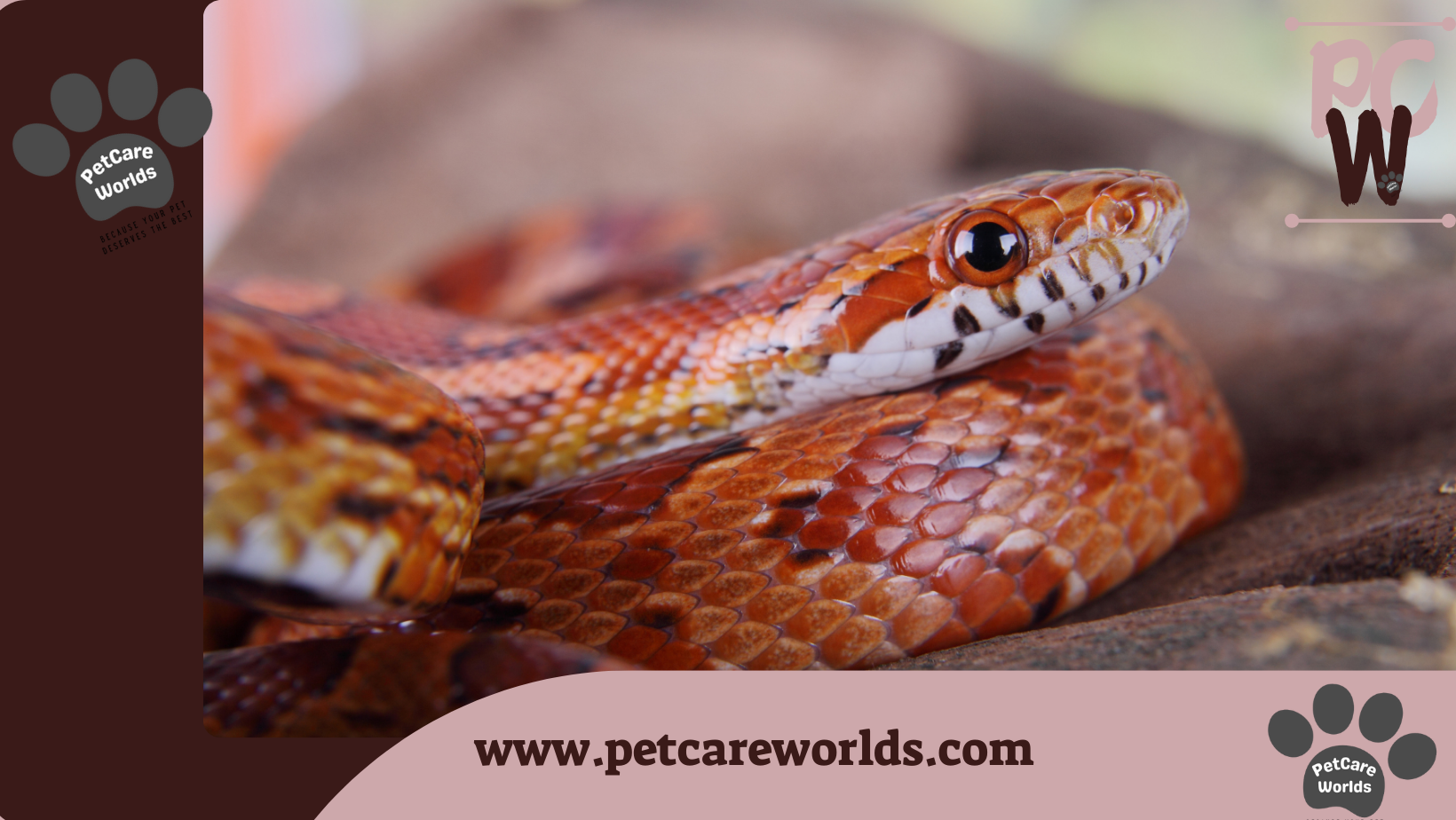 Corn snakes 