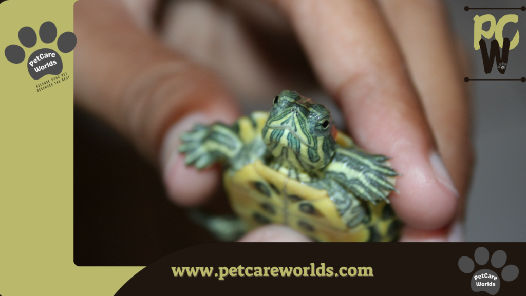 Pet turtle care