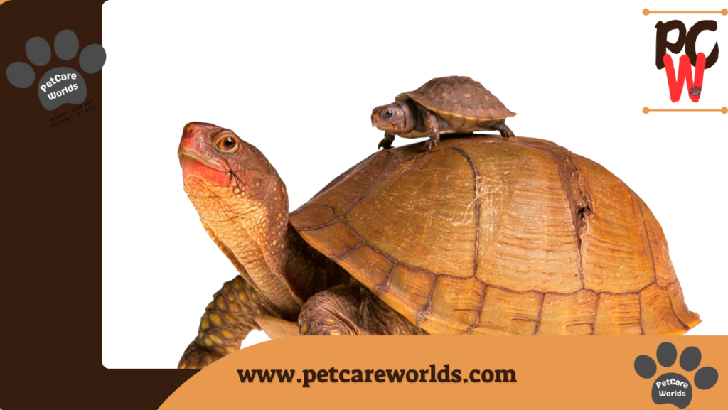 Pet turtle care 
