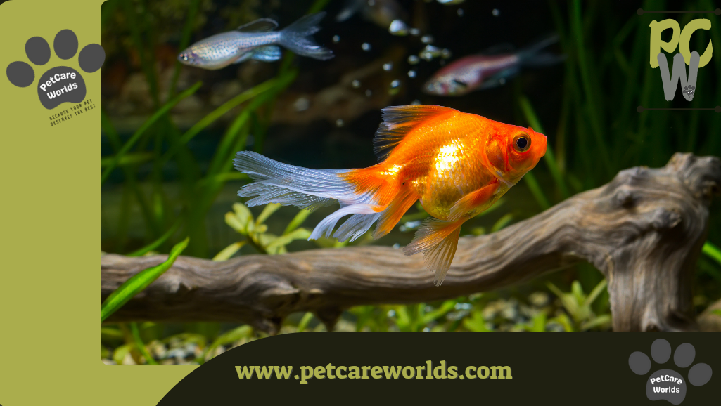 Easiest Pet Fish to Take Care of