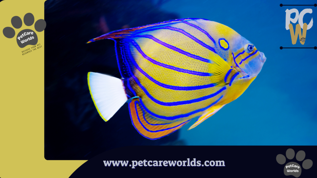 Easiest Pet Fish to Take Care of