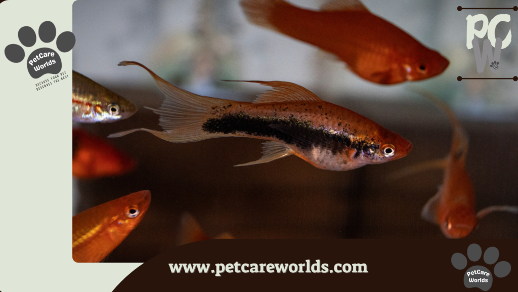 Easiest Pet Fish to Take Care of