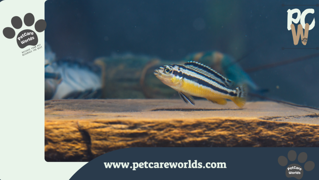 Easiest Pet Fish to Take Care of