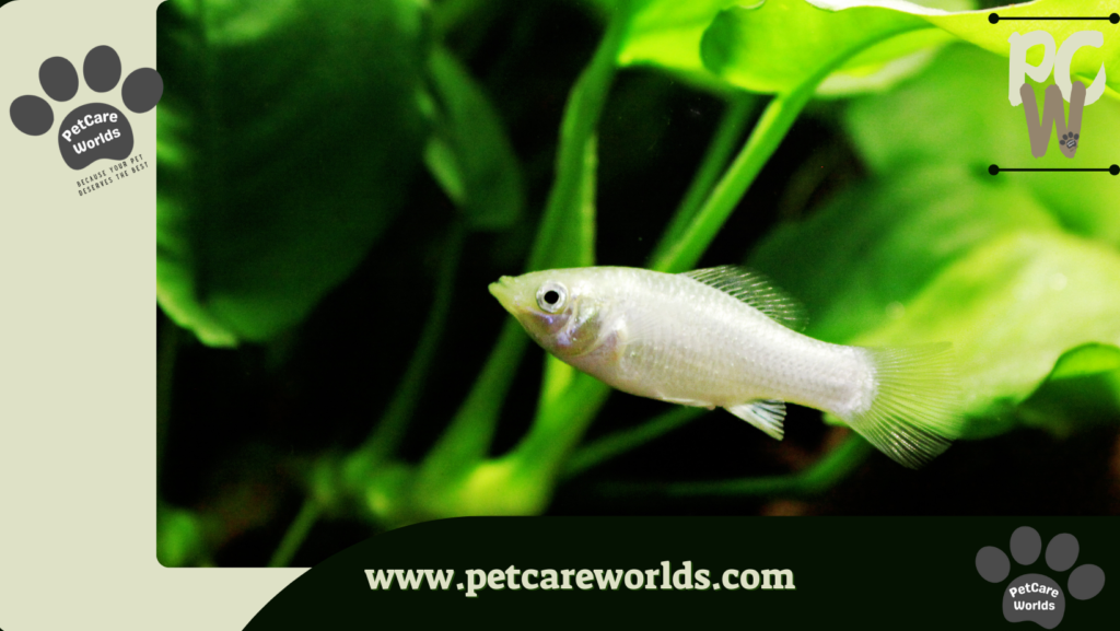 Easiest Pet Fish to Take Care of
