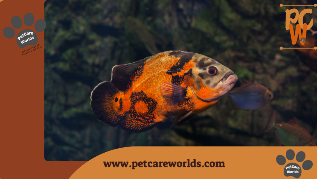 Easiest Pet Fish to Take Care of