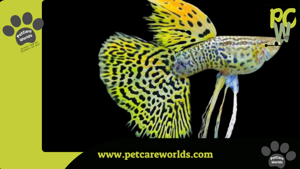 Easiest Pet Fish to Take Care of