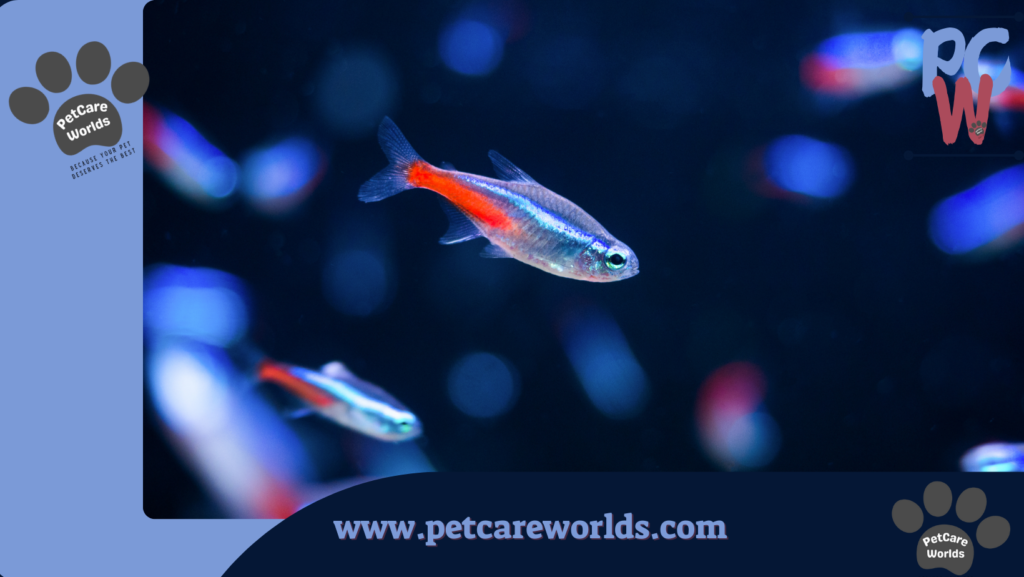Easiest Pet Fish to Take Care of