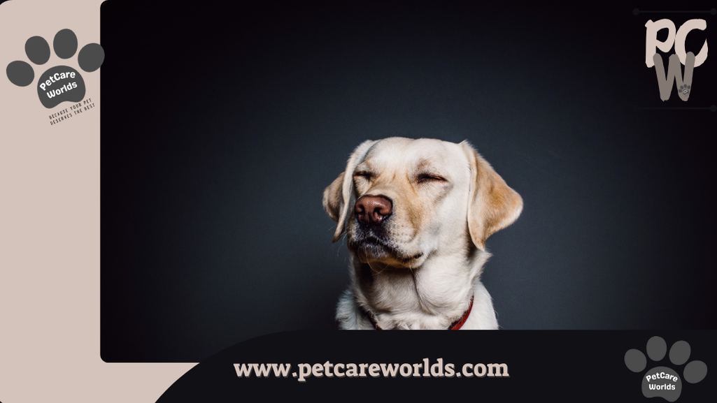 Elder PET CARE 