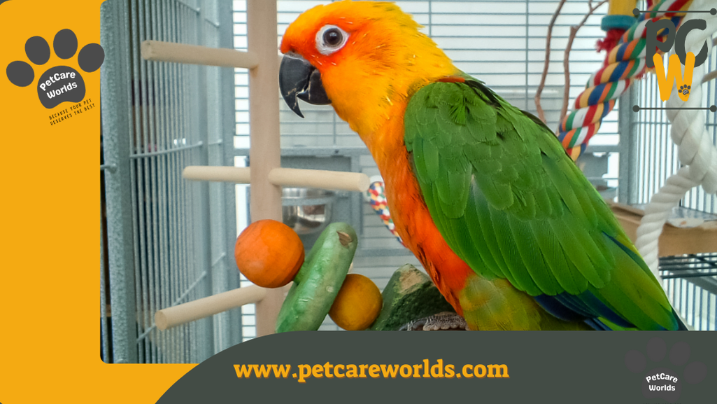 Elder PET CARE 