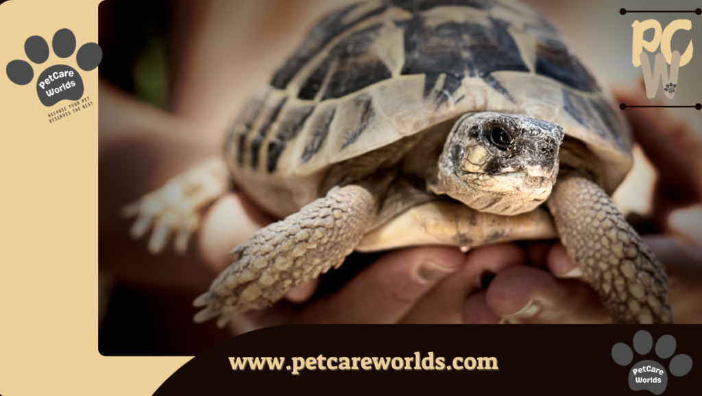 Ideal Pet Care 2025
