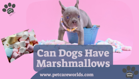 Can Dogs Have Marshmallows? 2025