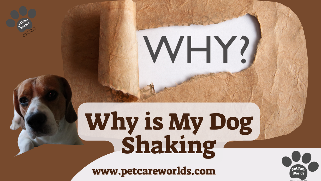 Why is My Dog Shaking? 2025