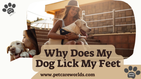 Why Does My Dog Lick My Feet 2025