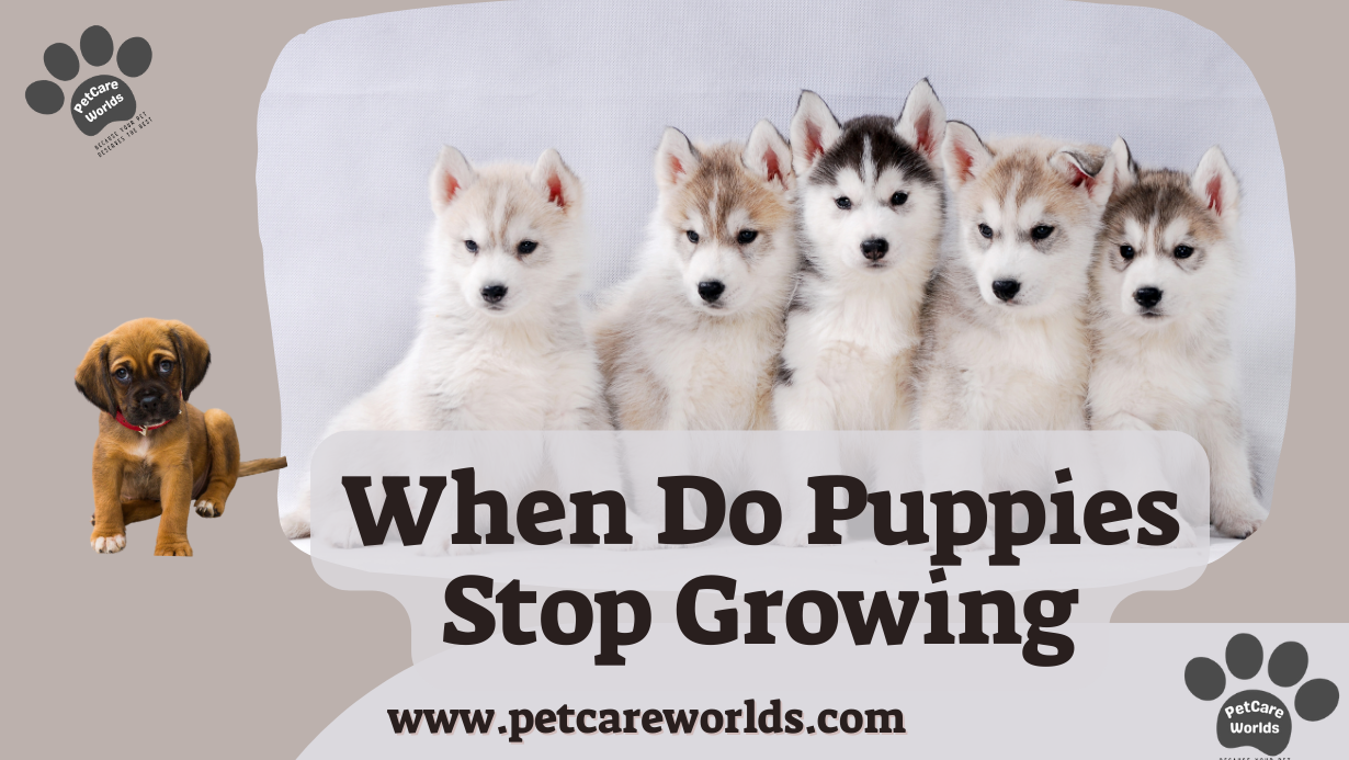 When Do Puppies Stop Growing