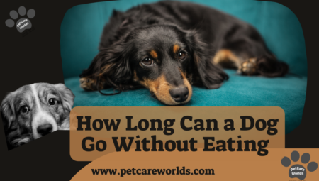 How Long Can a Dog Go Without Eating 2025