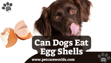 Can Dogs Eat Egg Shells? 2025