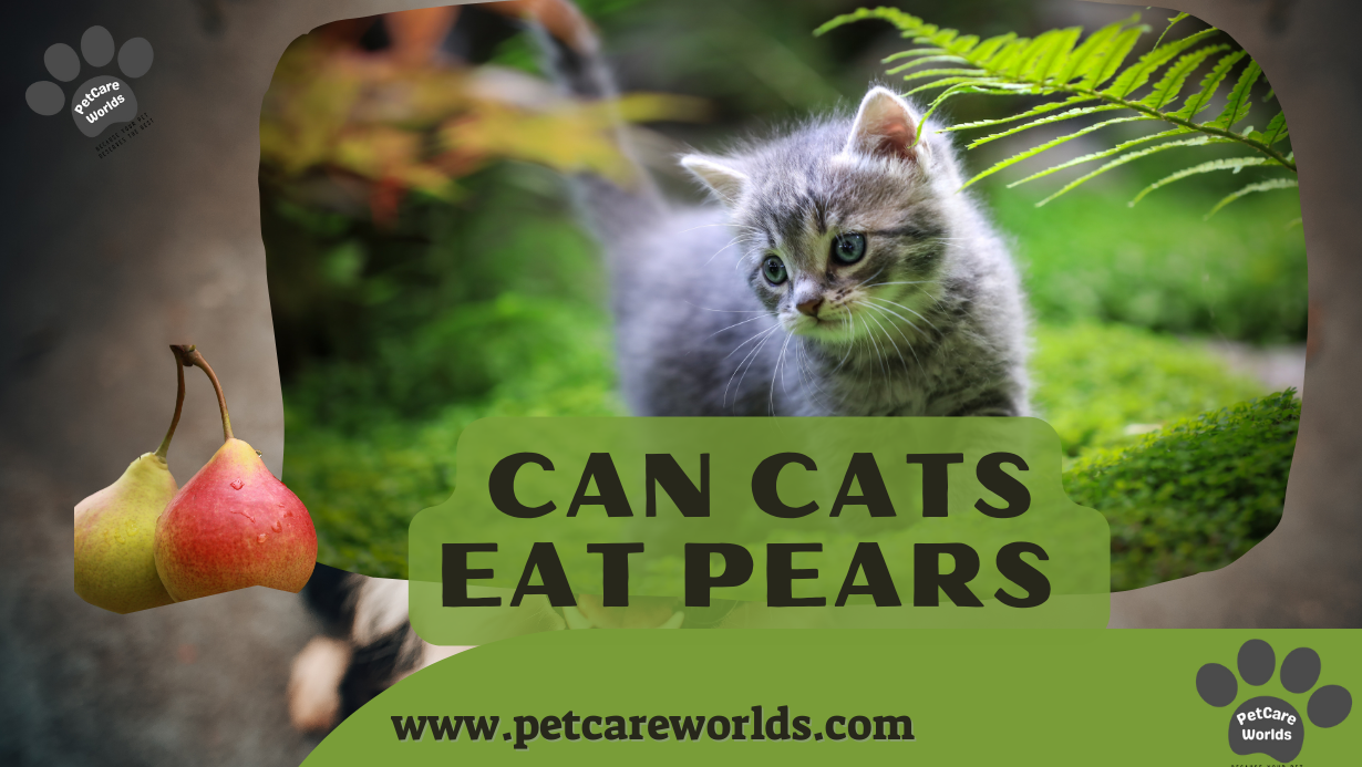 Can Cats Eat Pears 2025