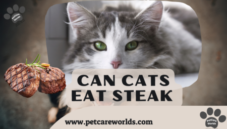 Can Cats Eat Steak 2025