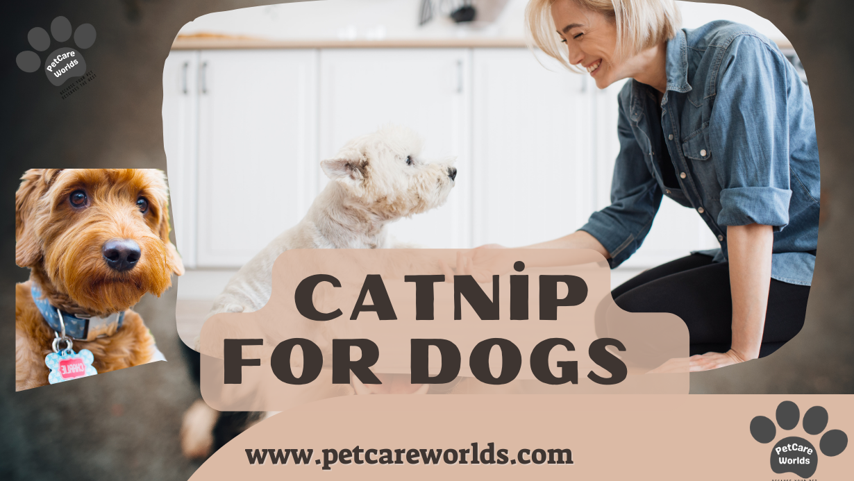 Catnip for Dogs 2025