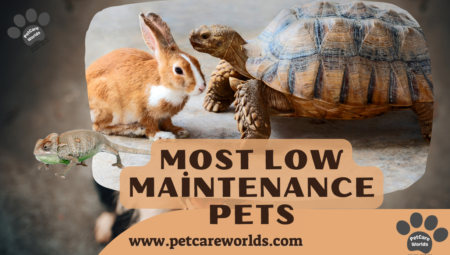Most Low Maintenance Pets 2025