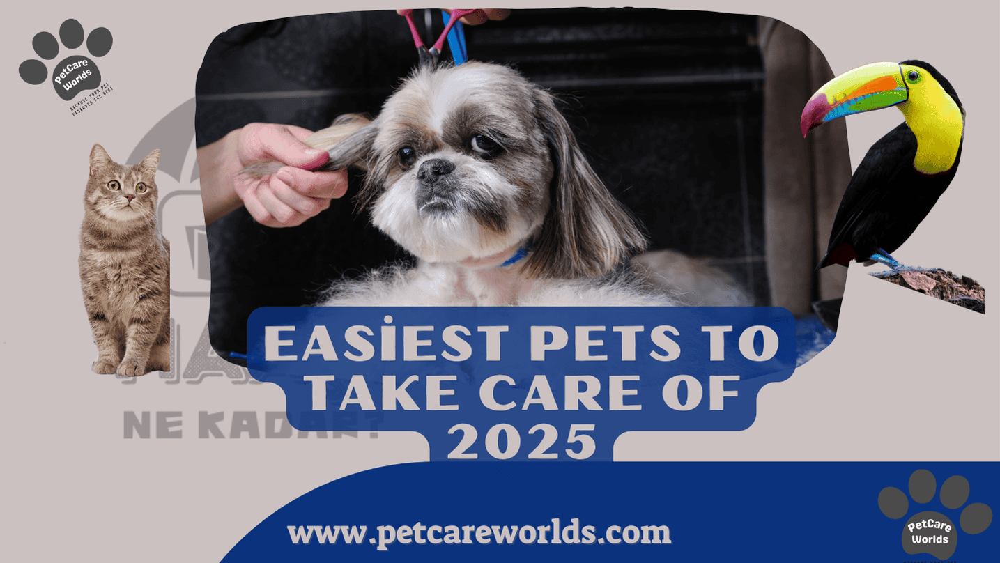 Easiest Pets to Take Care of​ 2025
