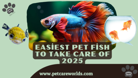 Easiest Pet Fish to Take Care of 2025