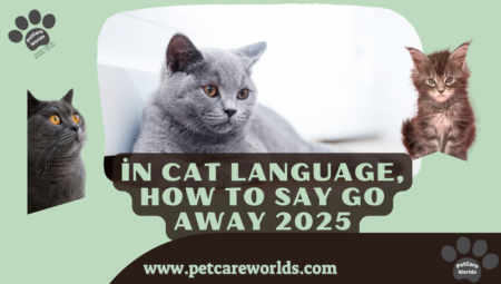in cat language, how to say go away – 2025