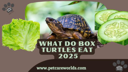 What Do Box Turtles Eat 2025