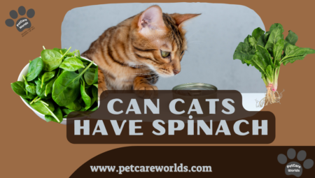 Can Cats Have Spinach? 2025