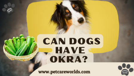 Can Dogs Have Okra 2025