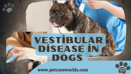 Vestibular Disease in Dogs 2025