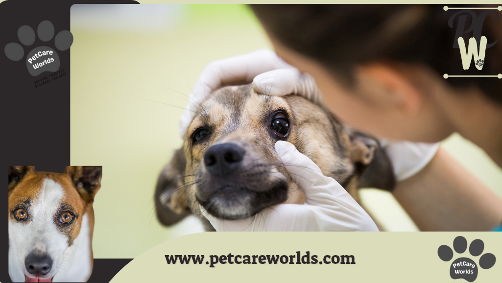 Horner's Syndrome in Dogs