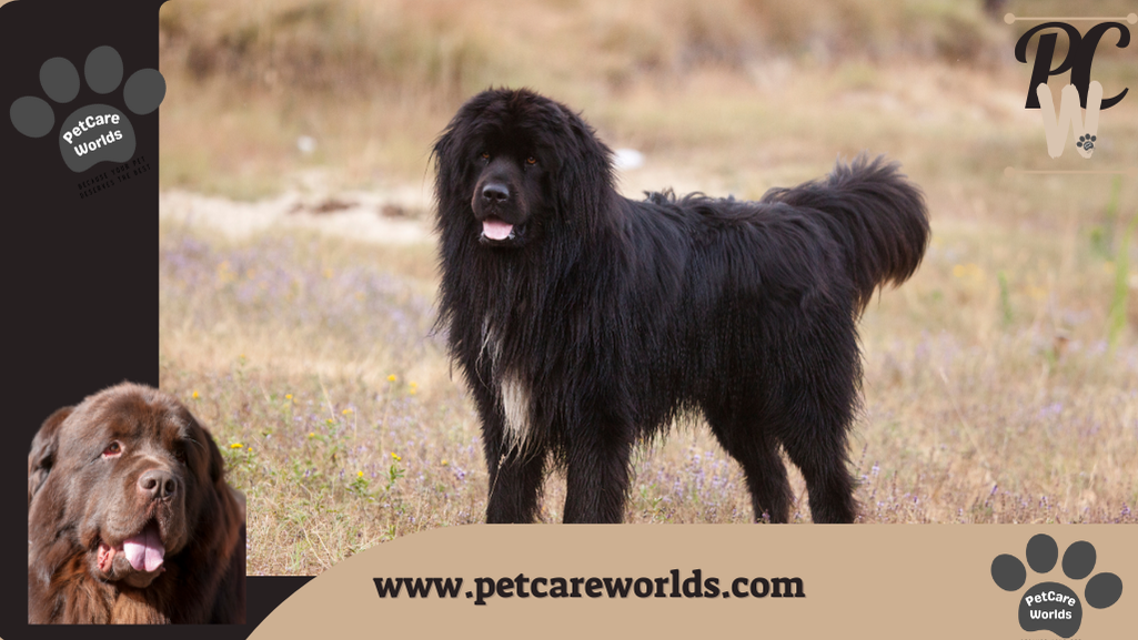 Dog that looks like a bear