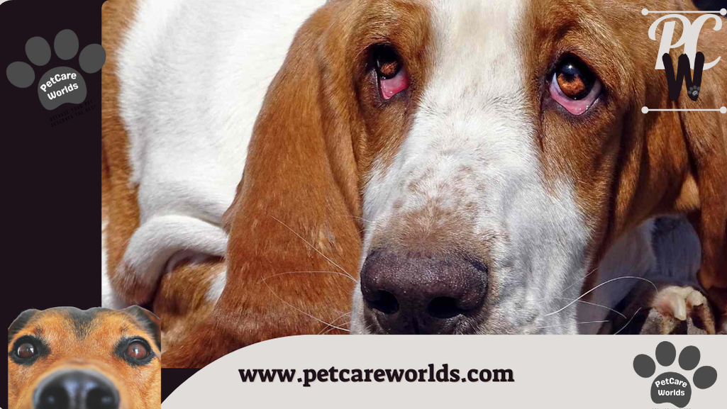 Entropion in Dogs