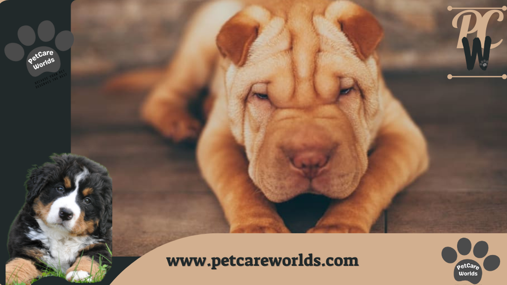 Entropion in Dogs