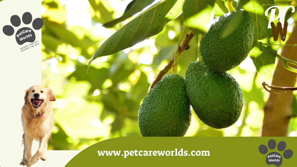 Are Avocados Good for Dogs?