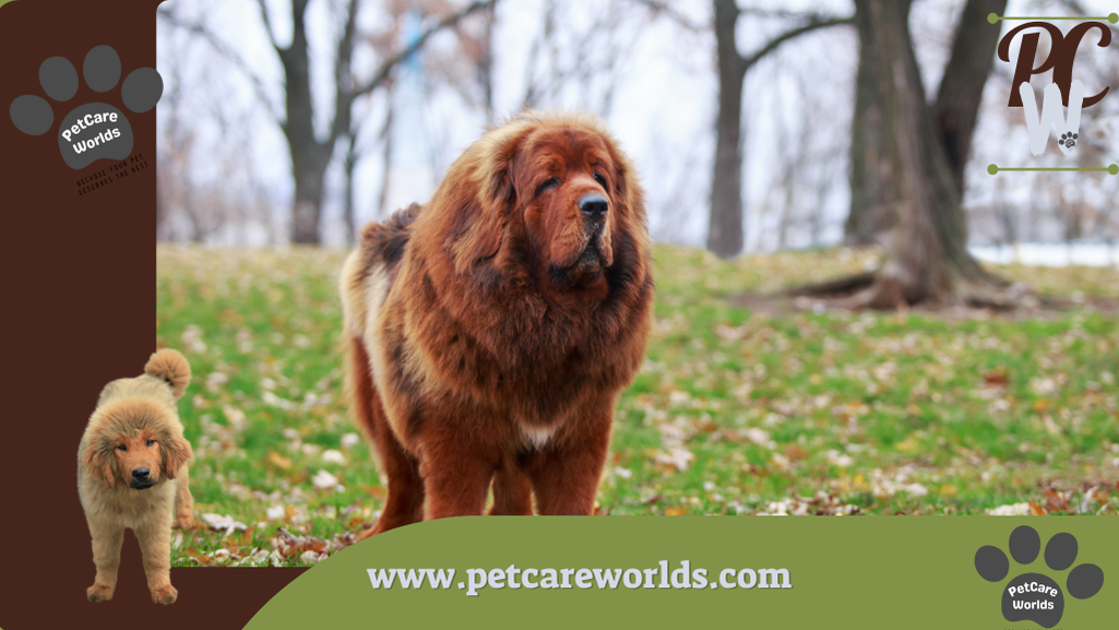 Dog that looks like a bear