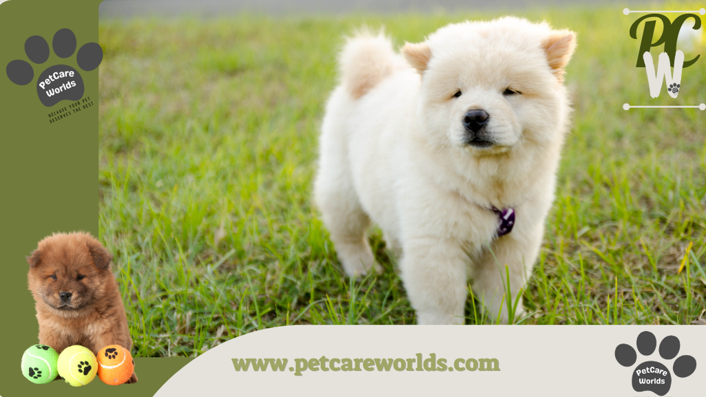 Dog that looks like a bear