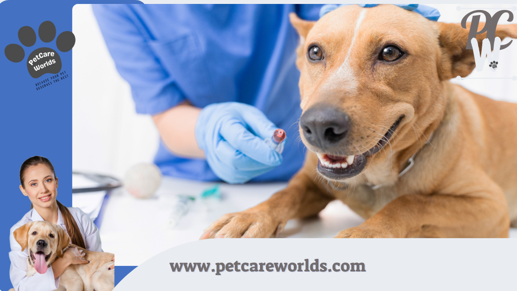  Bloody bowel movement in dogs