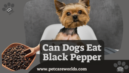Can Dogs Eat Black Pepper? 2025