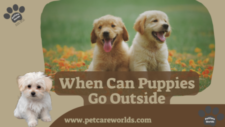 When Can Puppies Go Outside? 2025