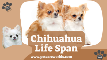 Chihuahua Life Span 2025