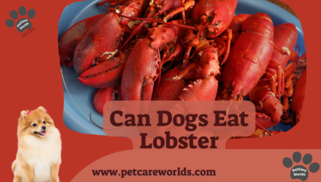 Can Dogs Eat Lobster? 2025