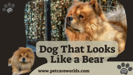 Dog That Looks Like a Bear 2025