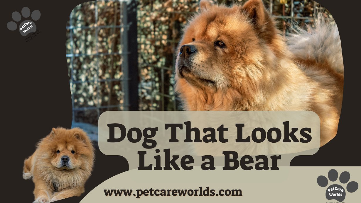 Dog That Looks Like a Bear