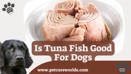 Is Tuna Fish Good for Dogs? 2025