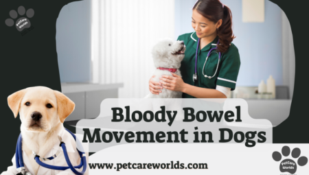 Bloody Bowel Movement in Dogs – 2025
