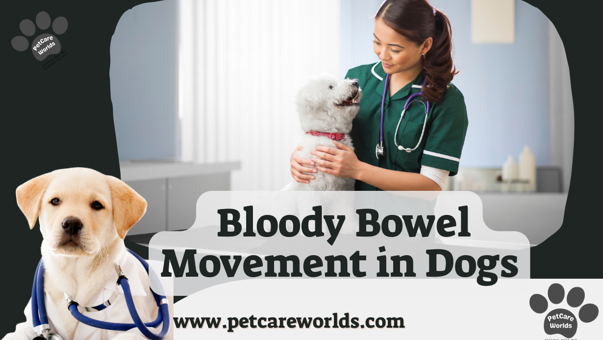 Bloody bowel movement in dogs